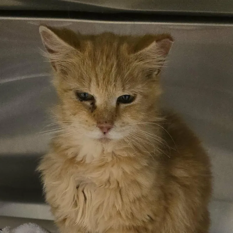 An adult medium-sized female Tabby (Orange / Red) Domestic Long Hair cat named Hattie for adoption in Orange, VA