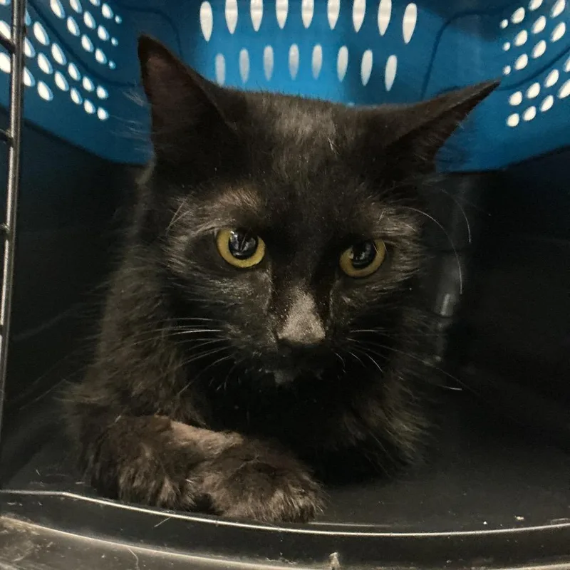 An adult medium-sized female Black Domestic Short Hair cat named Ophelia for adoption in Spruce Pine, NC