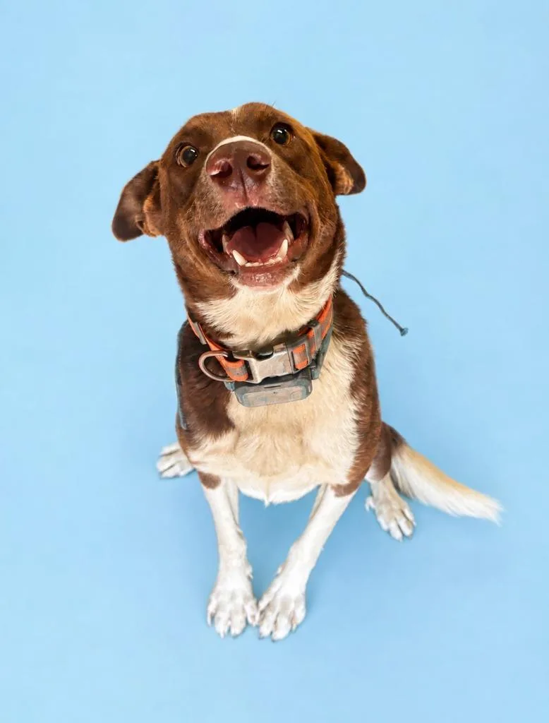 Canelo