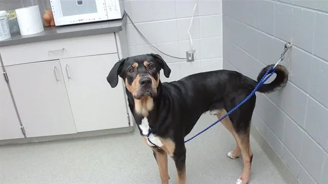 A young large-sized male Anatolian Shepherd dog named Bear for adoption in Omaha, NE