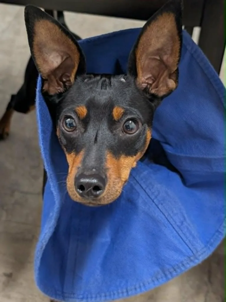 Penny