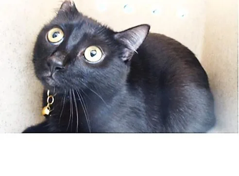An adult medium-sized female Domestic Short Hair cat named Zenda for adoption in Downey, CA