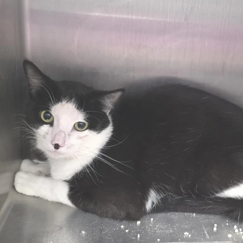 A young medium-sized male Black Domestic Short Hair cat named Gryffin for adoption in Fort Wayne, IN