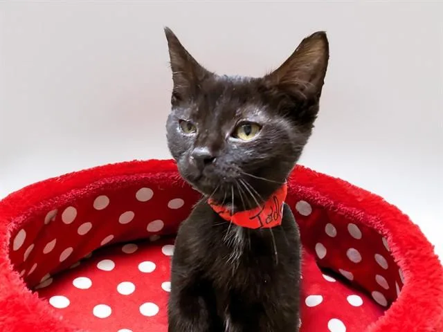 A baby medium-sized female Domestic Short Hair cat named Jaydon for adoption in Fort Lauderdale, FL