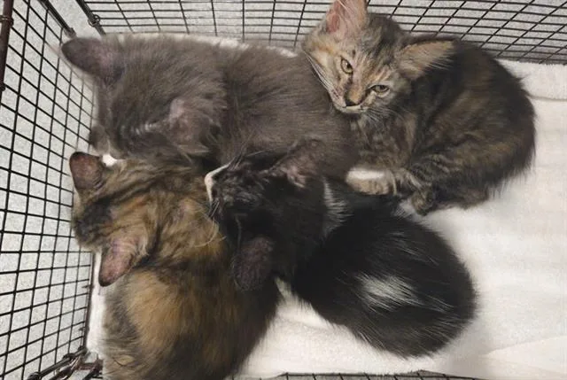 A baby small-sized female Domestic Medium Hair cat named Ivy for adoption in Tustin, CA