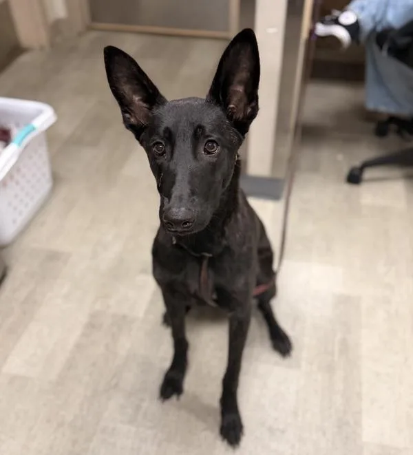 A young large-sized female Belgian Shepherd / Sheepdog dog named Trixie for adoption in San Diego, CA
