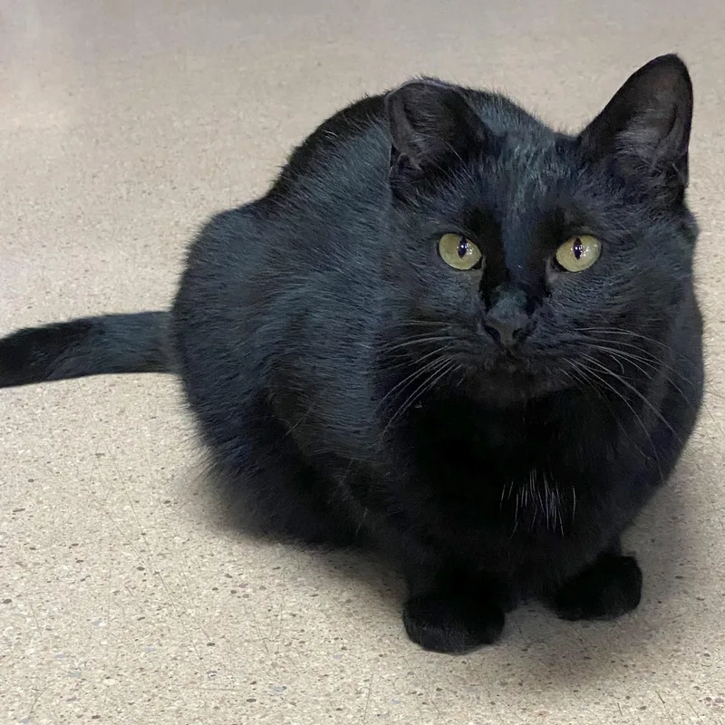 An adult medium-sized female Black Domestic Short Hair cat named Biscotti for adoption in Eugene, OR