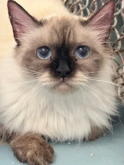 An adult medium-sized female Himalayan cat named Munchkin for adoption in Ogdensburg, NY