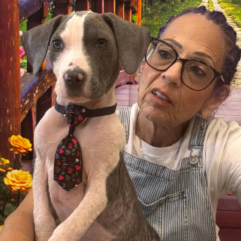 A baby small-sized male Gray / Blue / Silver Hound dog named Sully for adoption in Indiantown, FL