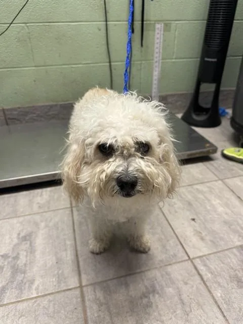 An adult medium-sized female Bichon Frise dog named Cloud for adoption in Grand Prairie, TX