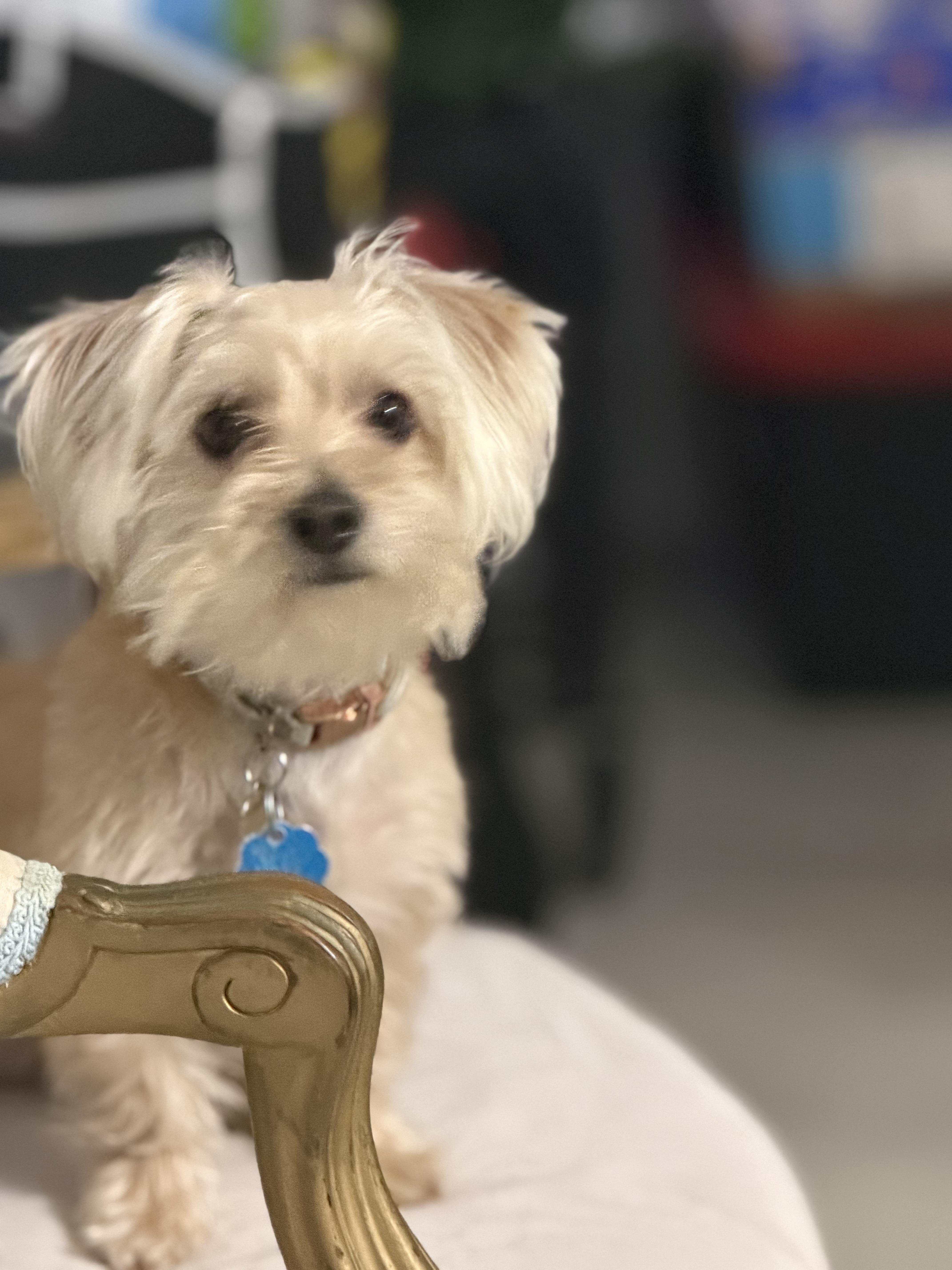 A young small-sized male Apricot / Beige Yorkshire Terrier dog named Bengi for adoption in Orlando, FL