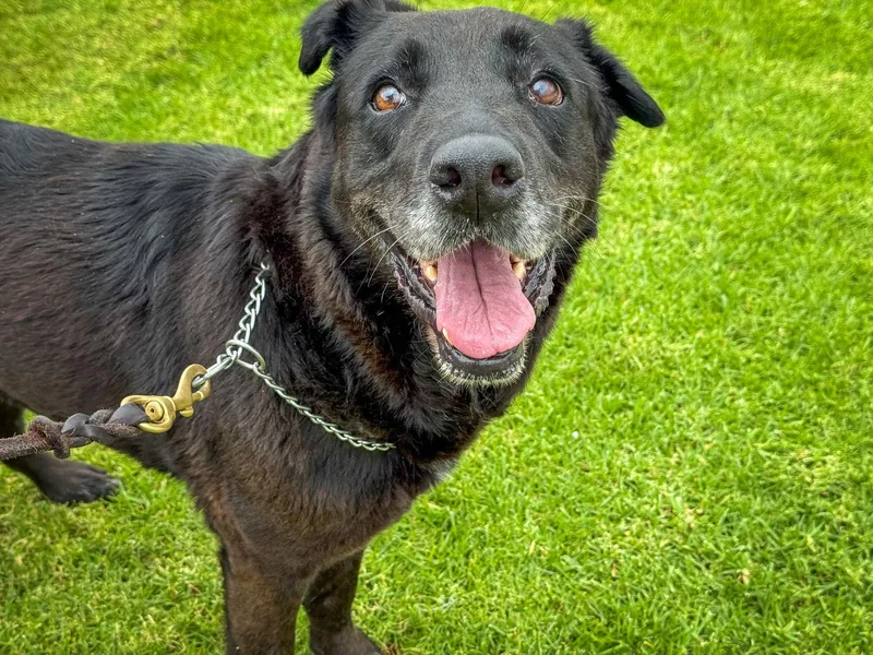 An adult large-sized female Labrador Retriever dog named Apple for adoption in San Diego, CA