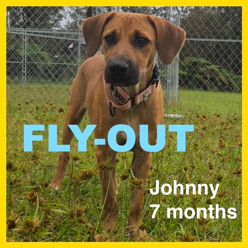 A baby medium-sized male Labrador Retriever dog named Johnny for adoption in Newberg, OR