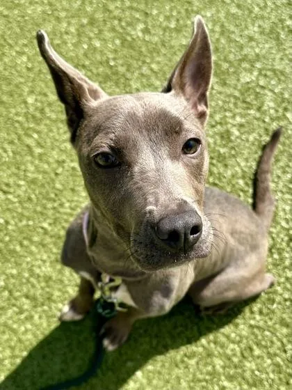 Goblin Dynamite thumbnail 2