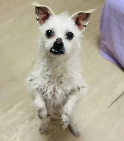 An adult small-sized female Mixed Breed dog named Tansy for adoption in West Chester, PA