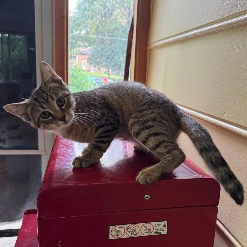 A baby small-sized female Brown / Chocolate Domestic Short Hair cat named Vega McCracken for adoption in Merrifield, VA