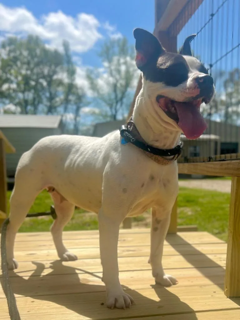 A young medium-sized female Mixed Breed dog named Scooby for adoption in Saint Francisville, LA