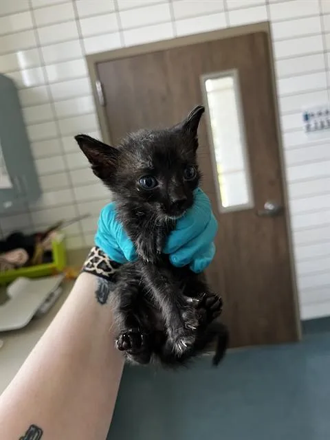 A baby small-sized male Domestic Short Hair cat named Byze for adoption in Pearland, TX