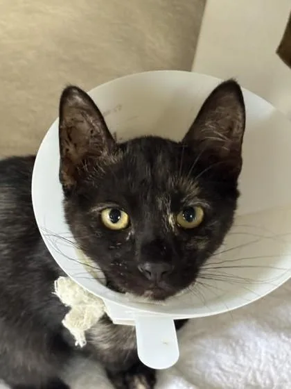 A baby small-sized female Domestic Short Hair cat named Zelda for adoption in Honolulu, HI