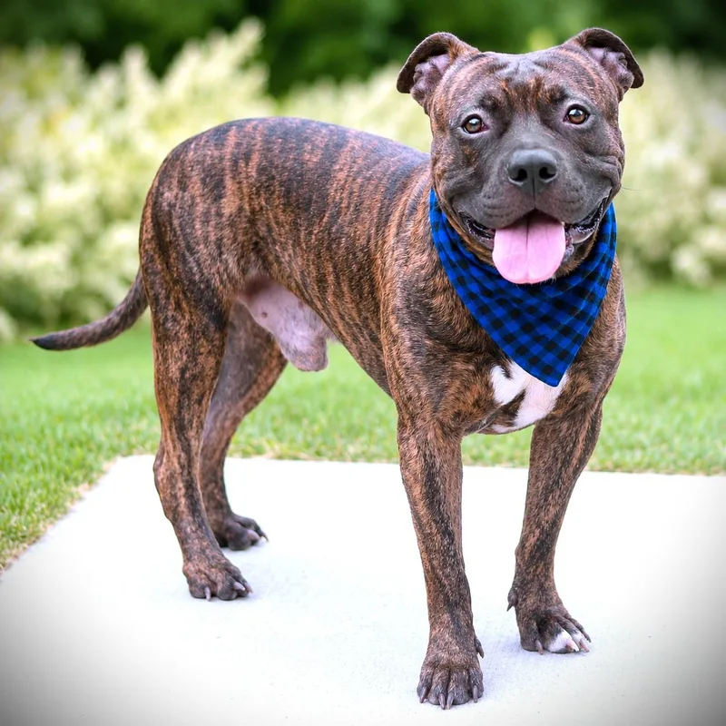 An adult medium-sized male Terrier dog named Pumba for adoption in Amsterdam, NY