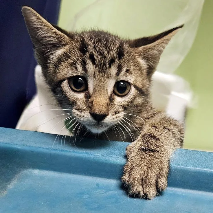 A baby small-sized female Brown / Chocolate Domestic Short Hair cat named Pandora's Meow for adoption in Austin, TX