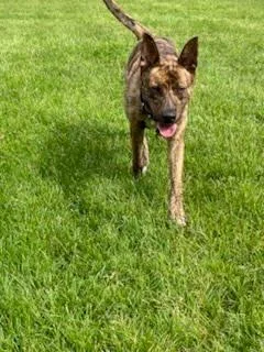 A young large-sized female Brindle German Shepherd Dog dog named Lainey for adoption in Oswego, IL