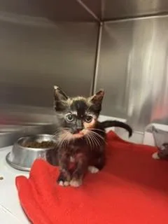 A baby small-sized female Domestic Short Hair cat named Jelly for adoption in Miami, FL