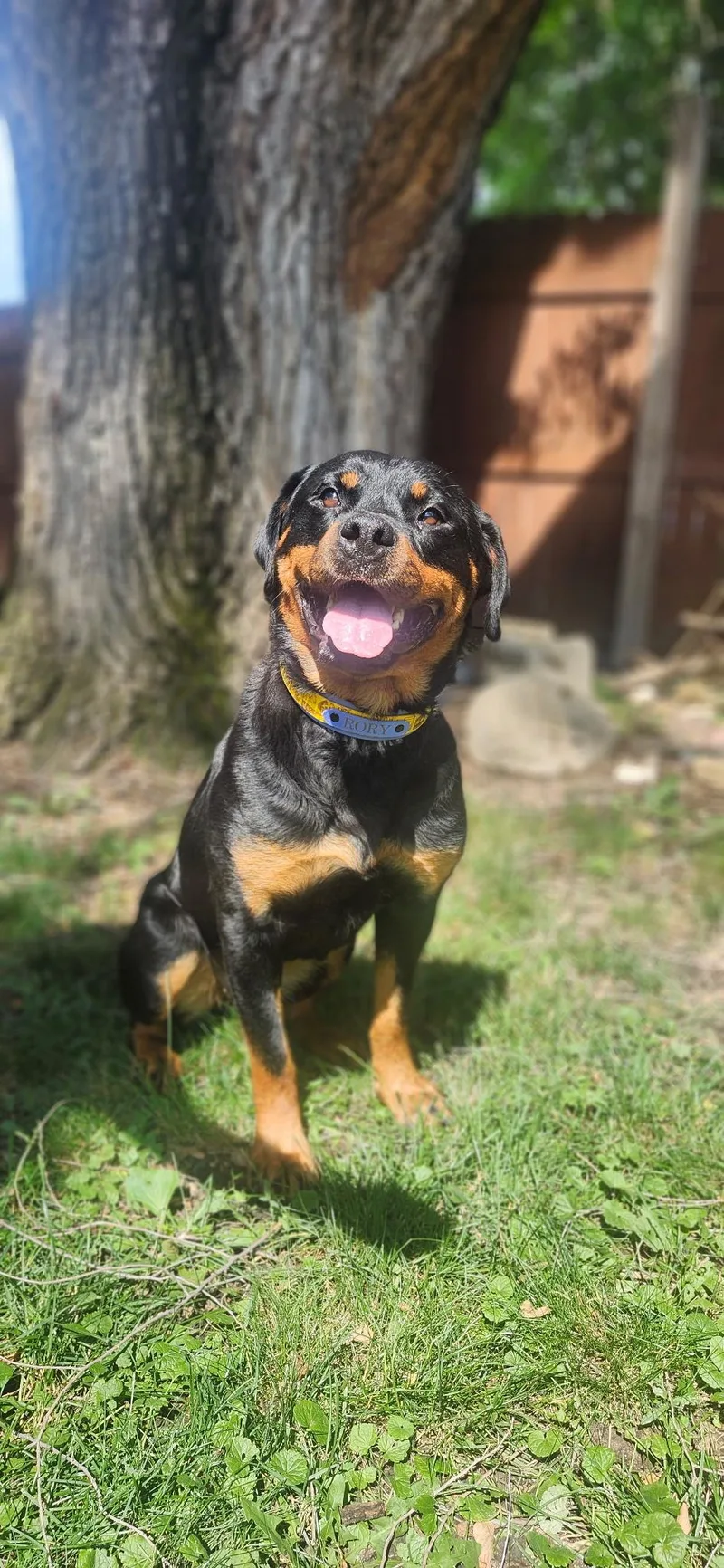 An adult large-sized female Rottweiler dog named Rory for adoption in Clinton, IL