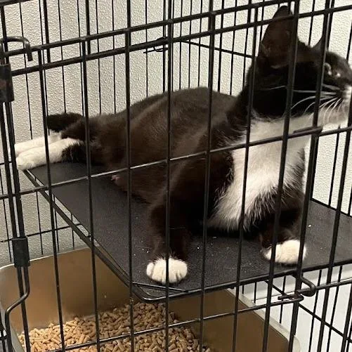 A young small-sized female Black Domestic Short Hair cat named Tracy Mom Cat in for adoption in Alexandria, VA