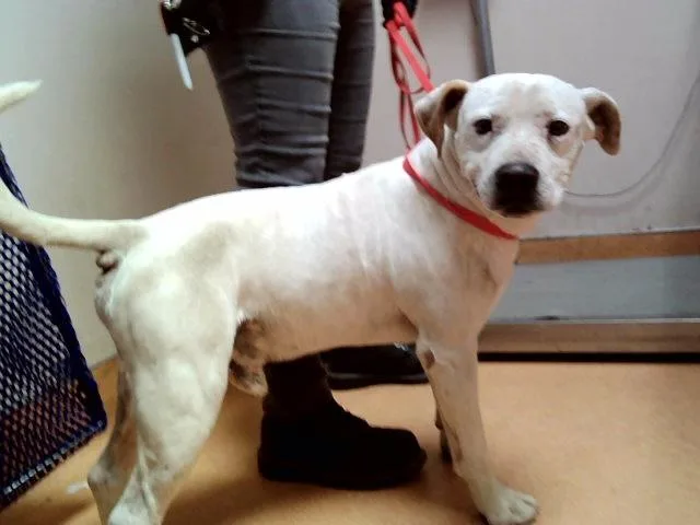 An adult medium-sized male Pit Bull Terrier dog named Taco for adoption in Martinez, CA