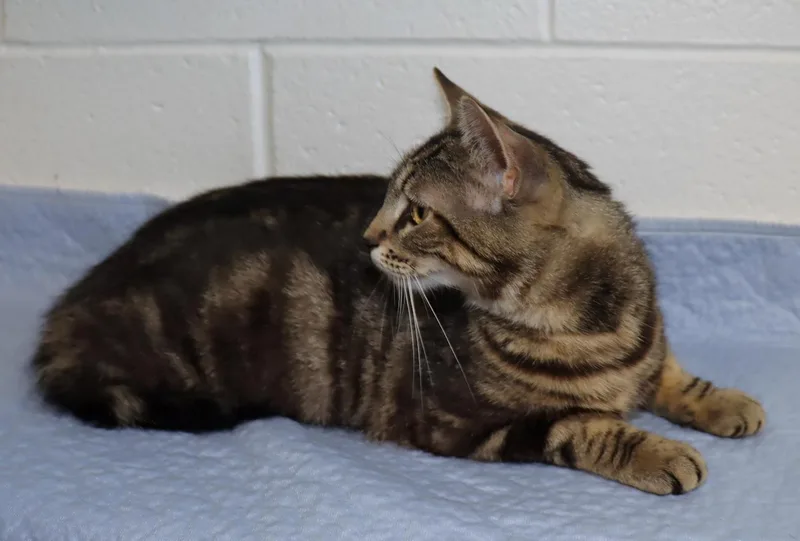 A young medium-sized female Tabby (Brown / Chocolate) Tabby cat named Ophelia for adoption in Euclid, OH