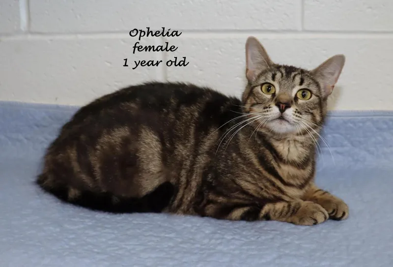 Ophelia thumbnail 4