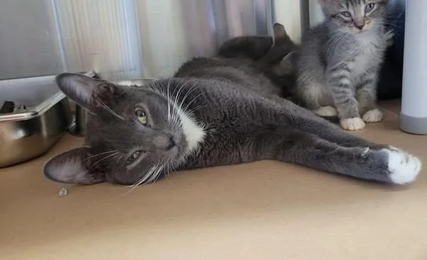 A young small-sized female Domestic Short Hair cat named Pudding for adoption in Kennewick, WA