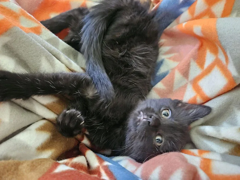 A baby medium-sized female Black Domestic Short Hair cat named Zod for adoption in Georgetown, KY