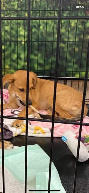 A young small-sized male Golden Chihuahua dog named Flynn for adoption in Livingston, TX