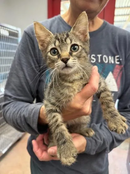 A baby small-sized male Domestic Short Hair cat named Stefon for adoption in Houston, TX