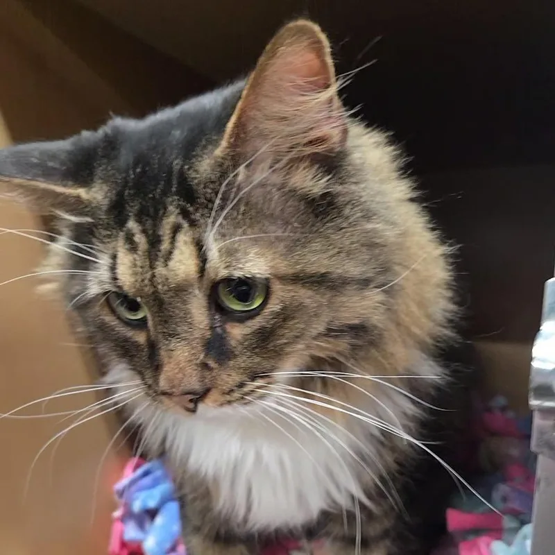 A senior large-sized male Gray / Blue / Silver Domestic Medium Hair cat named Boots for adoption in Colorado Springs, CO