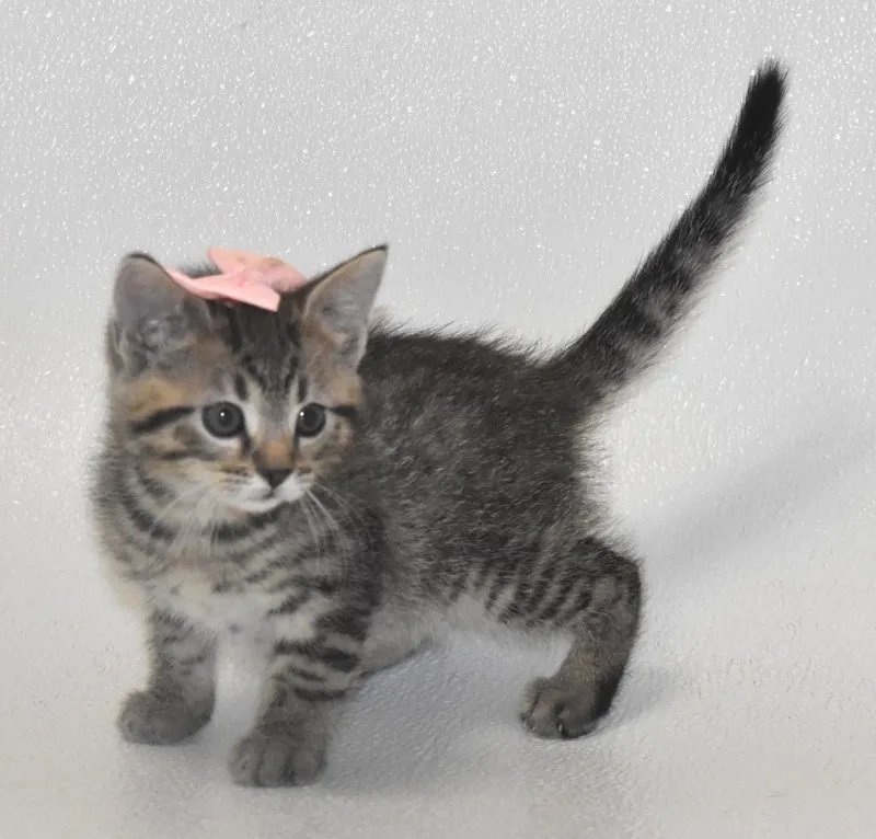 A baby large-sized female Domestic Short Hair cat named Mouse for adoption in Springfield, OH