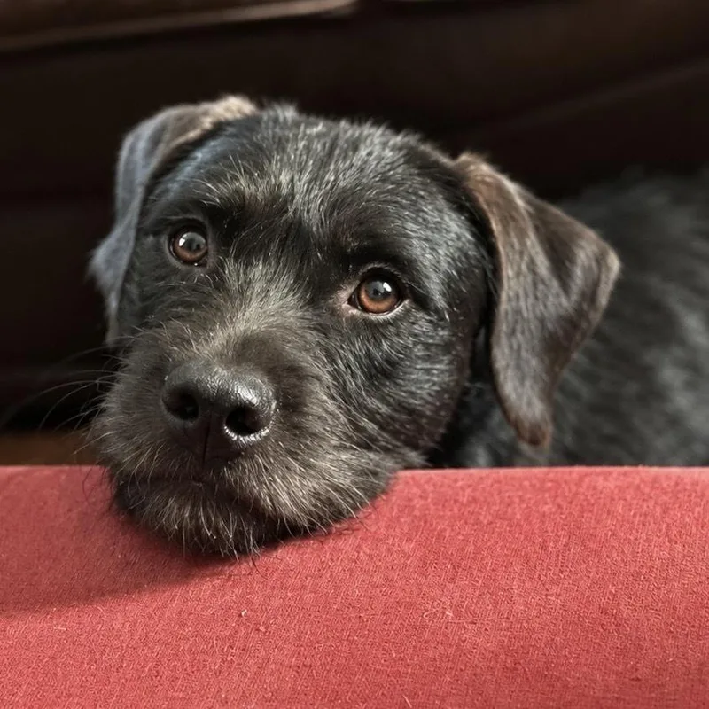 A young medium-sized female Black Labrador Retriever dog named Billie for adoption in Hurricane, UT