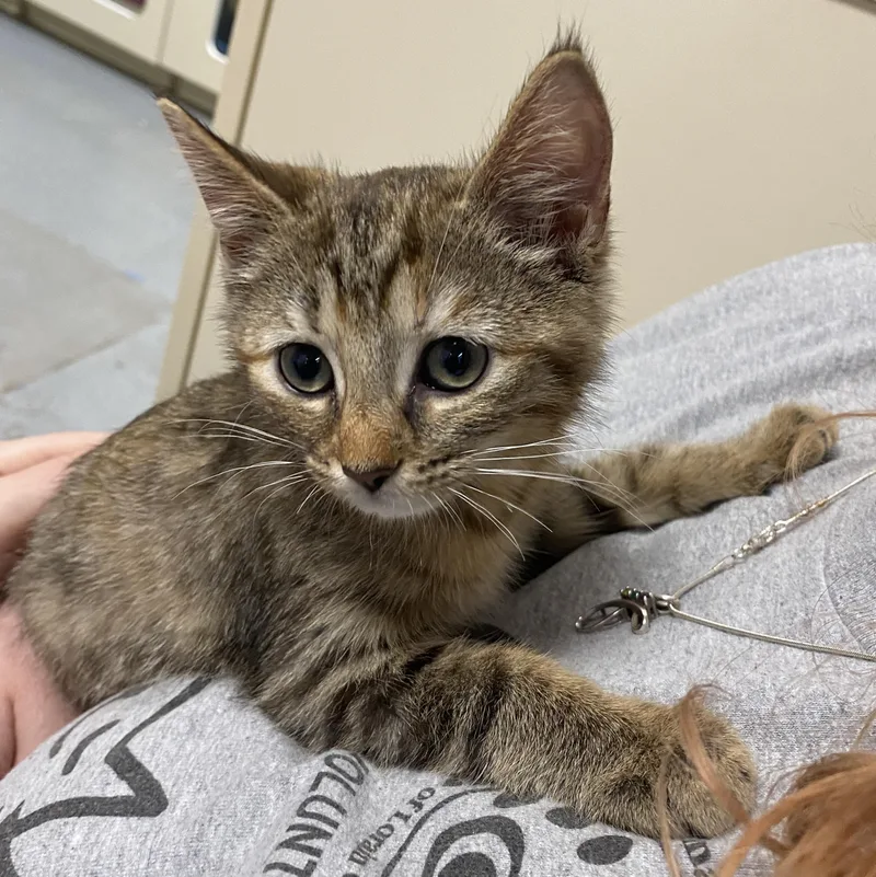 A baby small-sized female Tabby (Brown / Chocolate) Domestic Short Hair cat named Sassy for adoption in Elyria, OH