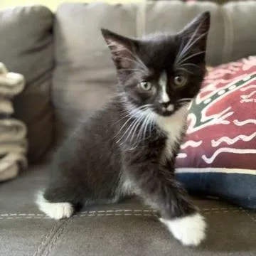 A baby small-sized male Black Domestic Short Hair cat named Wave for adoption in South Burlington, VT