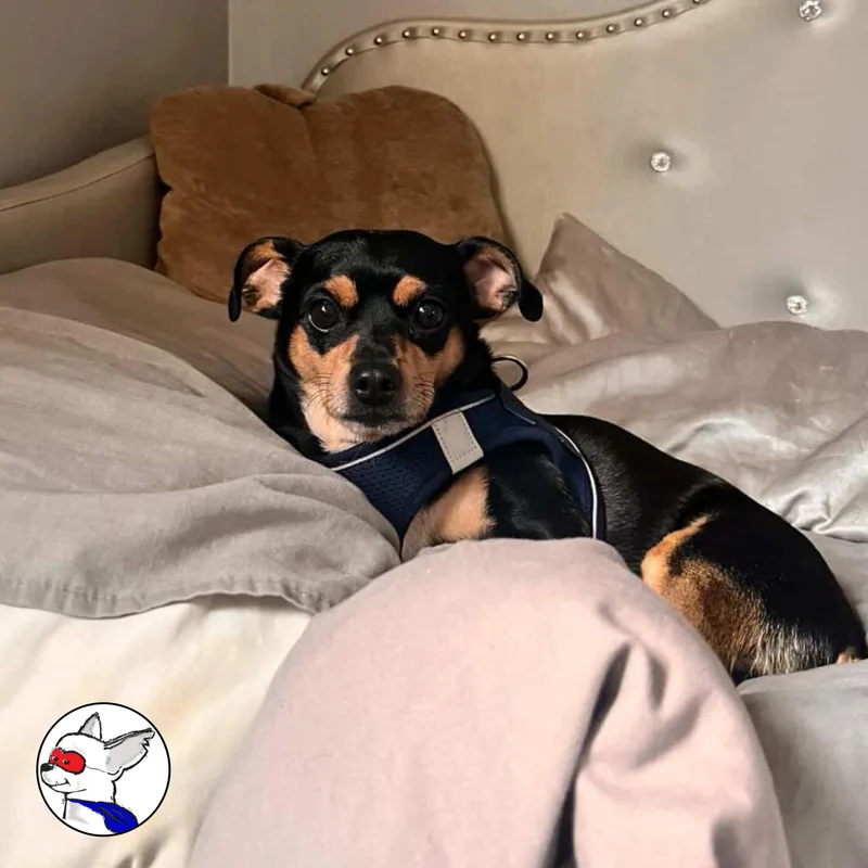 Kingston thumbnail 4