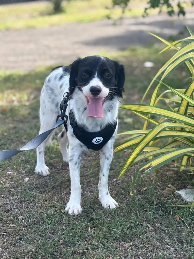 Mateo