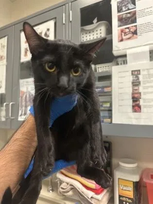 A baby medium-sized male Black Domestic Short Hair cat named Charm for adoption in Wichita, KS