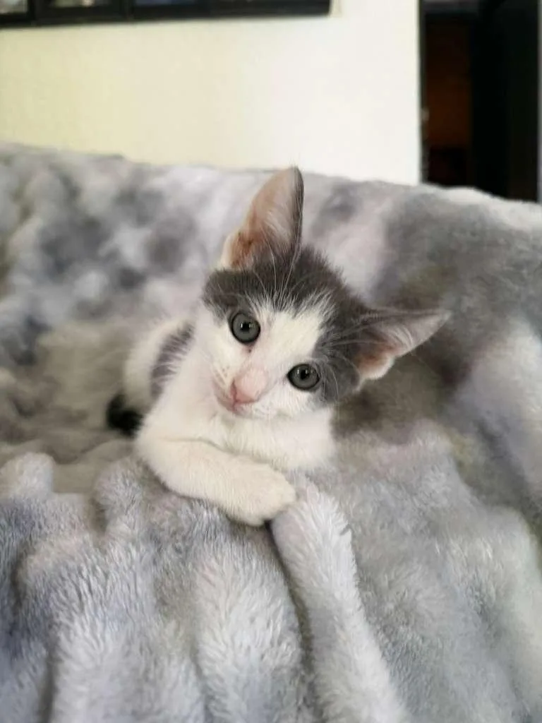 A baby medium-sized female Gray & White Domestic Short Hair cat named Tempest for adoption in Sunrise, FL