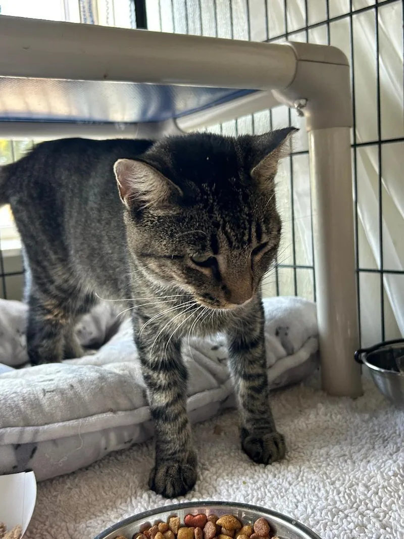 A young medium-sized female Gray / Blue / Silver Tabby cat named HoneyBee for adoption in Lambertville, NJ