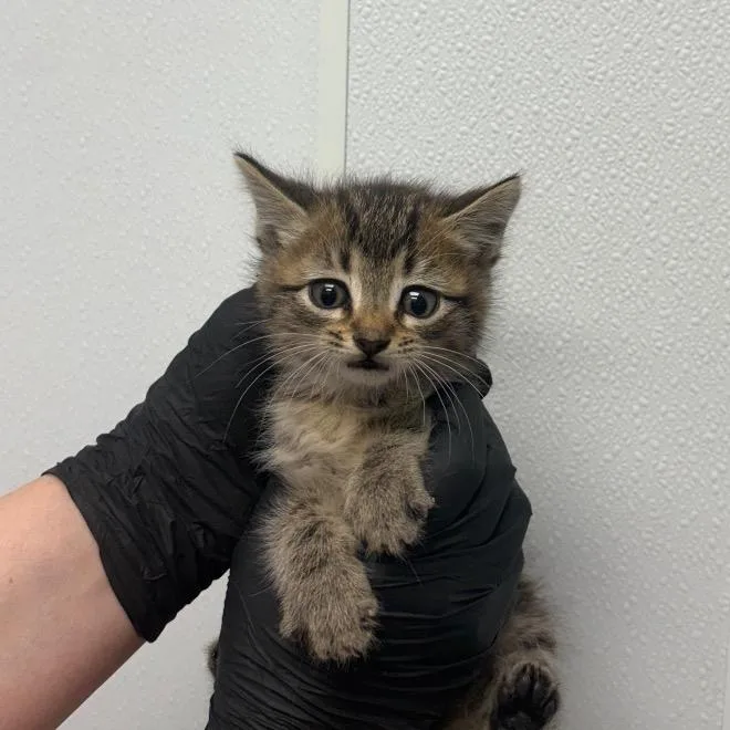 A baby small-sized male Gray / Blue / Silver Domestic Short Hair cat named Wiggle for adoption in Abilene, TX