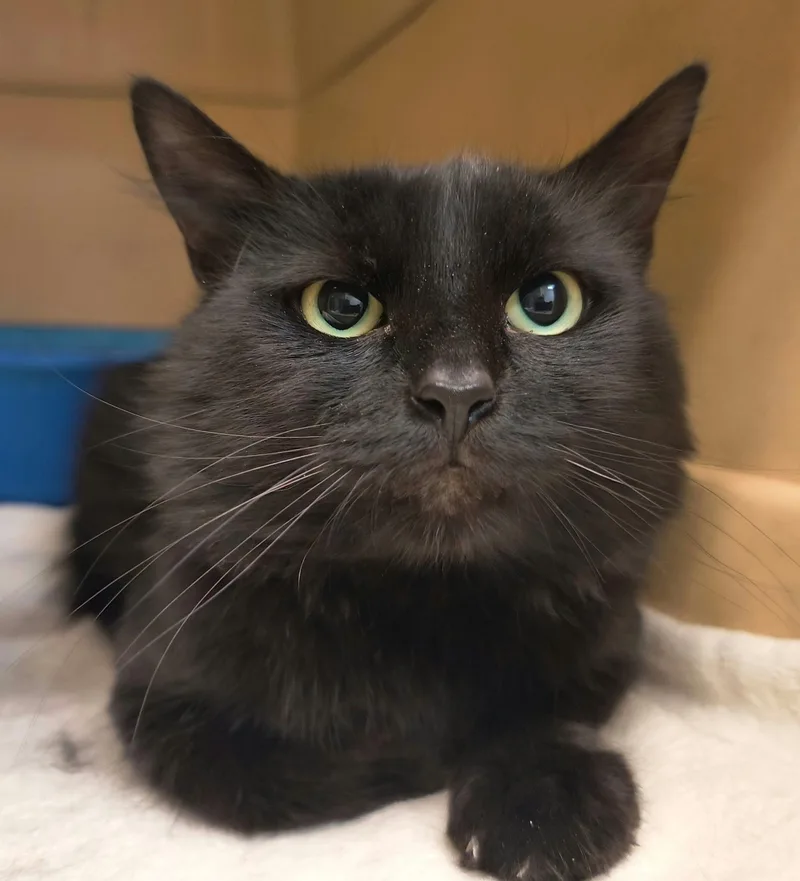 An adult medium-sized male Black Domestic Medium Hair cat named Aviator for adoption in Weaverville, CA
