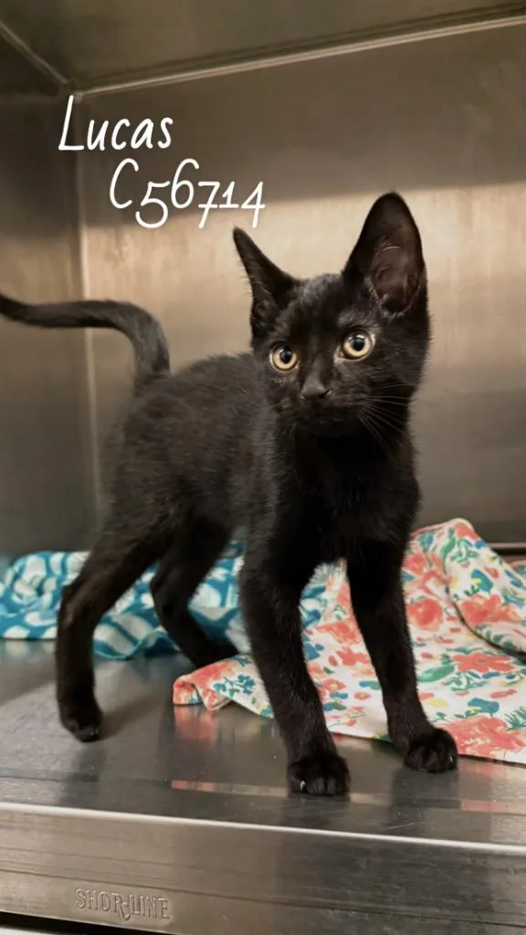 A baby medium-sized male Domestic Short Hair cat named Lucas for adoption in Clarksville, TN