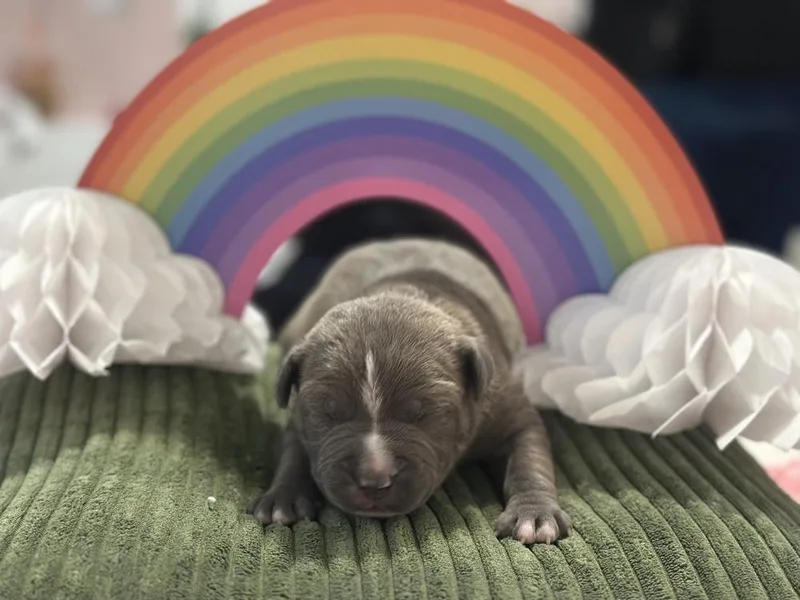 A baby small-sized male Gray / Blue / Silver Mixed Breed dog named Quartz for adoption in New York, NY